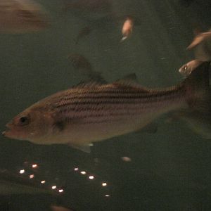Striped Bass