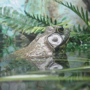Bullfrog