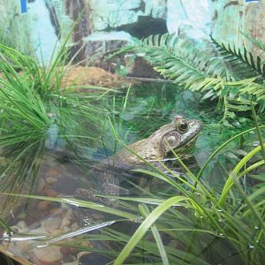 American Bullfrog exhibit