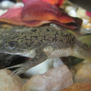 African Clawed Frog