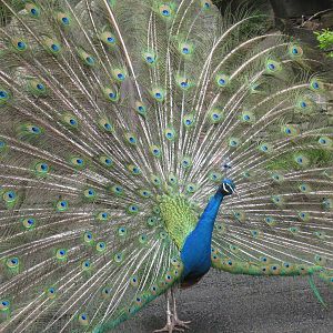 Peacock