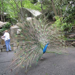 Peacock
