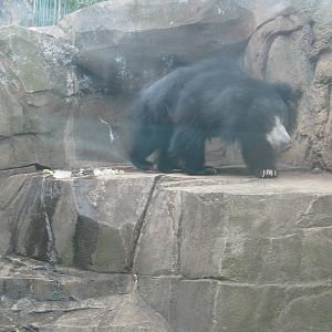 Sloth Bear