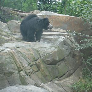 Sloth Bear
