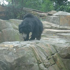 Sloth Bear