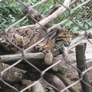 Clouded Leopard