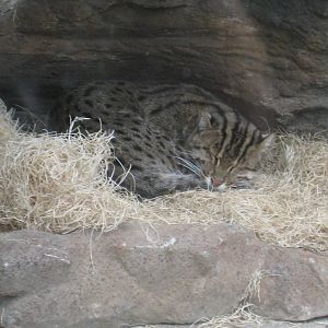 Fishing Cat