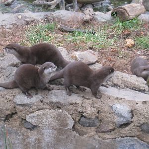 Small-clawed Otters