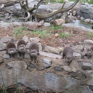 Small-clawed Otters