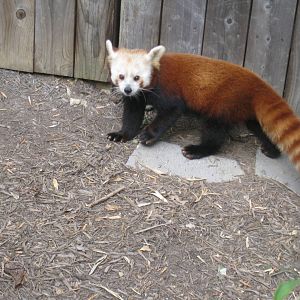Red Panda