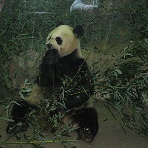 Giant Panda