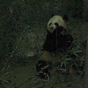 Giant Panda