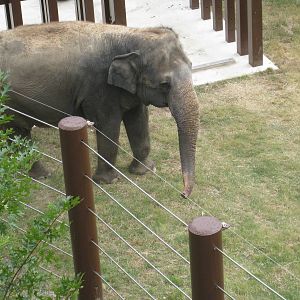 Asian Elephant