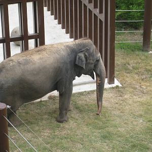 Asian Elephant