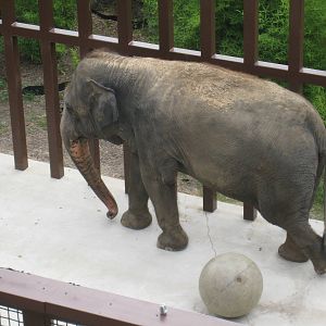 Asian Elephant