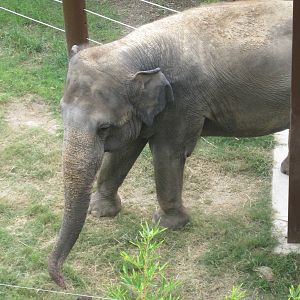 Asian Elephant