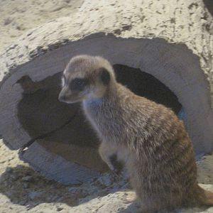 Meerkat