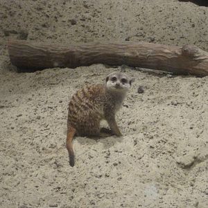 Cute Meerkat