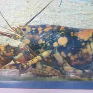 Calico Lobster