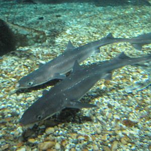 Spiny Dogfish