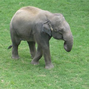 Asian Elephant