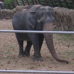 Asian Elephant