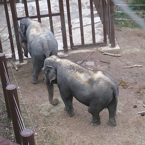 Asian Elephants