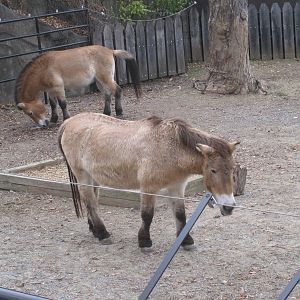Przewalski's Horses