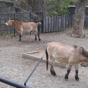 Przewalski's Horses