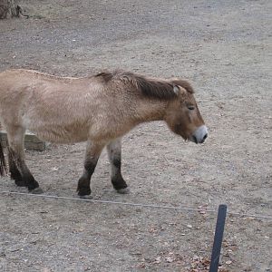 Przewalski's Horse