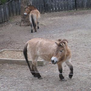 Przewalski's Horses