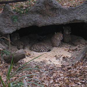 Cheetahs
