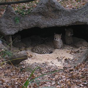 Cheetahs