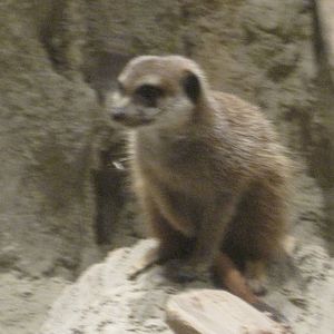 Meerkat