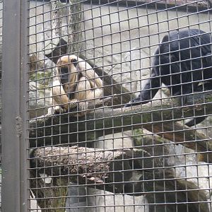Black Howler-Monkeys