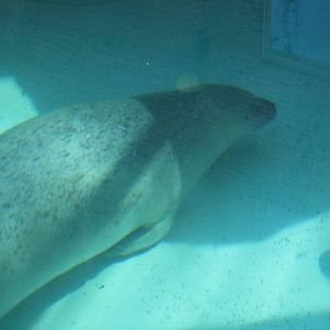 Seal in Outdoor Enclosure