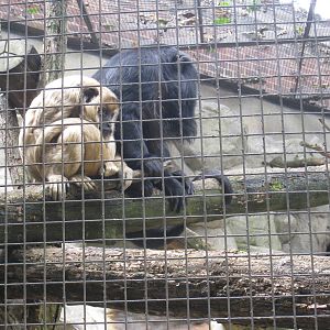 Black Howler-Monkeys