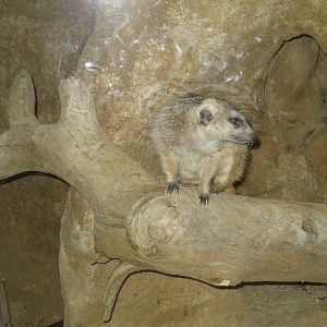 Meerkat