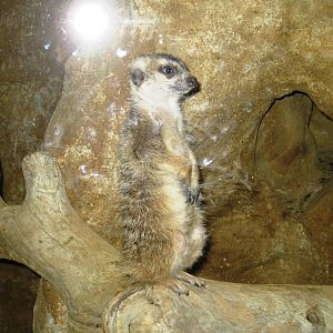 Meerkat