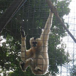 Gibbons Ridge - 2010