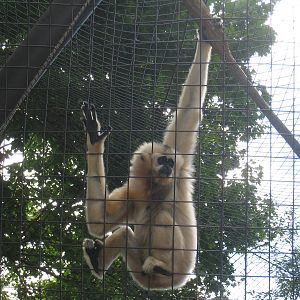 Gibbons Ridge - 2010