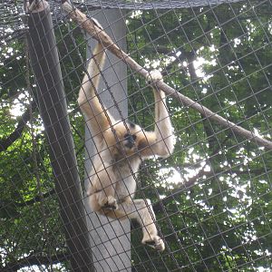 Gibbons Ridge - 2010