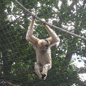 Gibbons Ridge - 2010