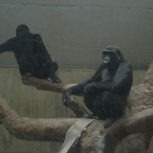 Gorillas