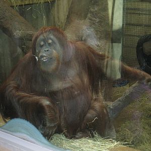 Orangutan