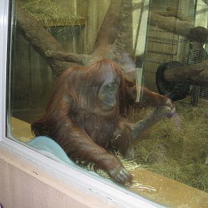 Orangutan