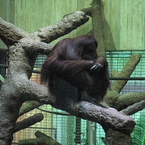 Orangutan