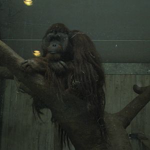 Orangutan