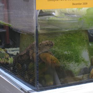 Japanese Giant Salamanders tank