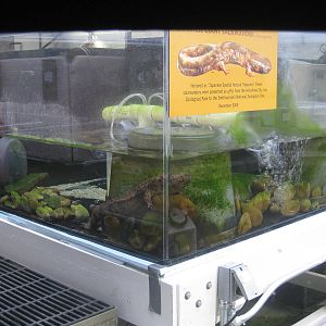 Japanese Giant Salamanders tank